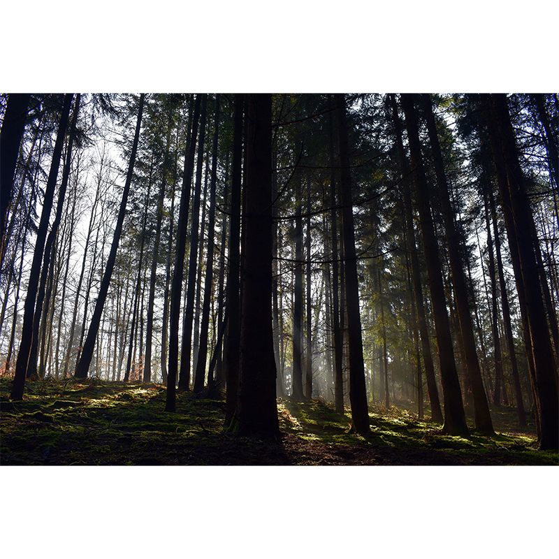 Misty Forest Wall Mural Great Wall Decor for Guest Room, Personalized Size