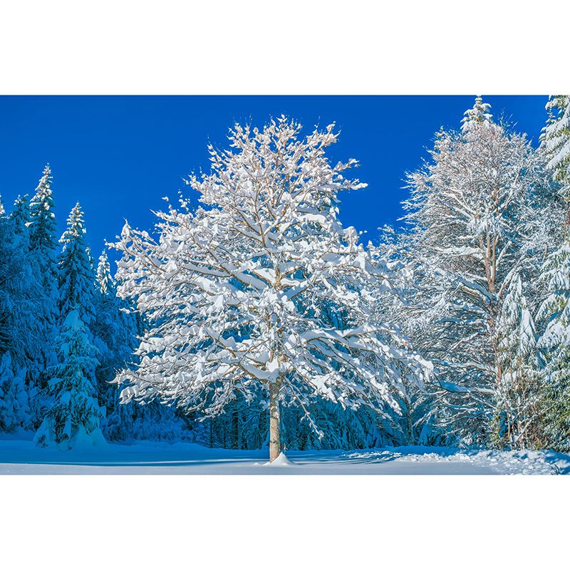 Modern Photography Mural Wallpaper Forest Scenery Indoor Wall Mural