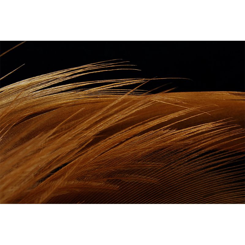 Photography Feather Customized Mural Eco-friendly Decorative Wallpaper for Room