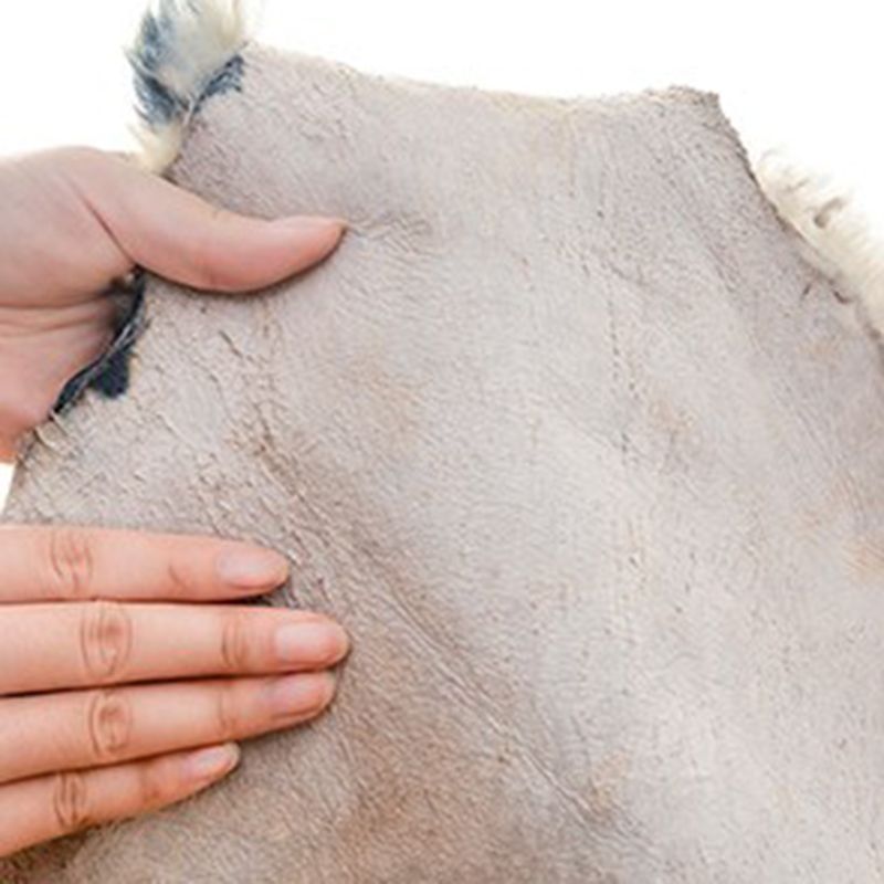 Novelty Shape Trendy Modern Rug Animal Printed Shag Rug Lamb Wool Easy Care Carpet for Home Decor