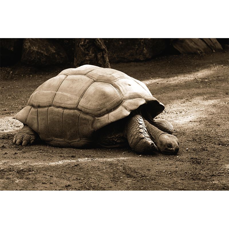 Customized Giant Tortoise Wall Mural Wallpaper Horizontal Photography for Sitting Room