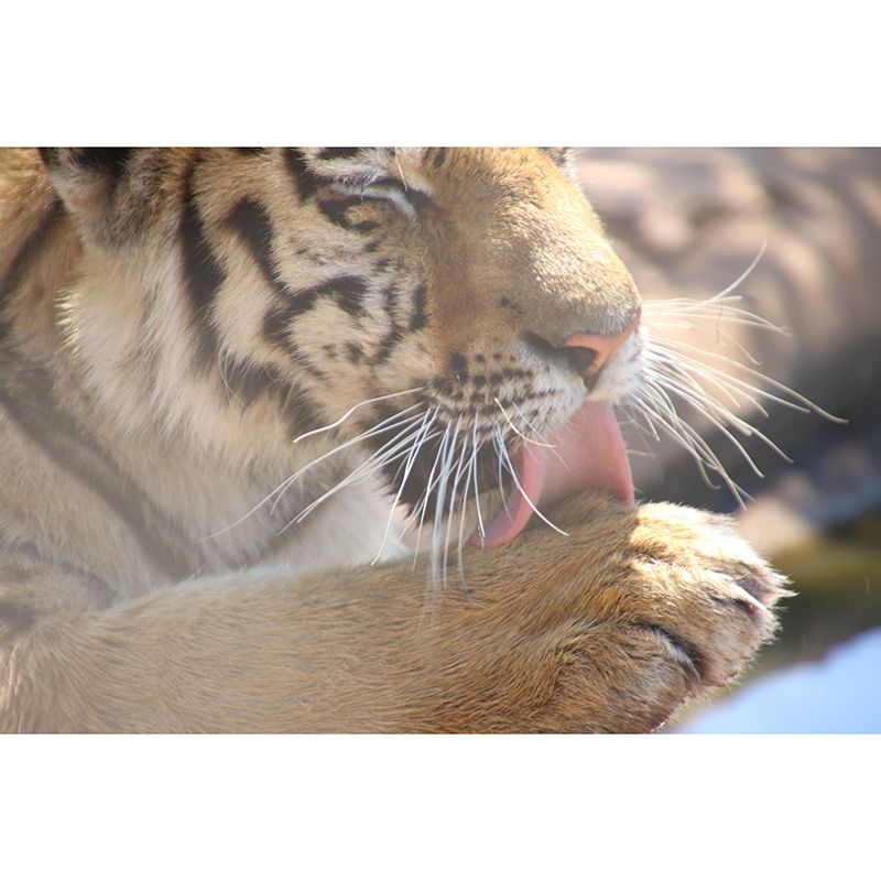 Environment Friendly Wild Animal Mural Contemporary Photography Sitting Room Wall Mural