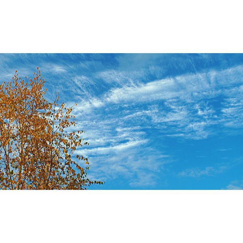 Customized Sky Wall Mural Photography Sleeping Room Wall Mural