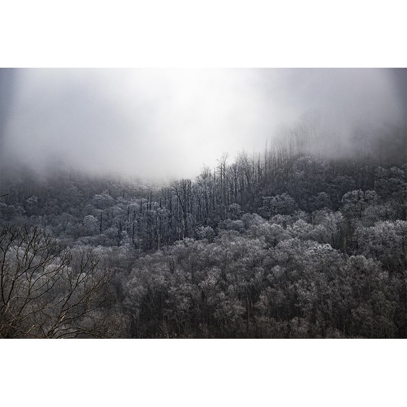 Eco-friendly Forest Landscapes Mural Photography Wallpaper for Home