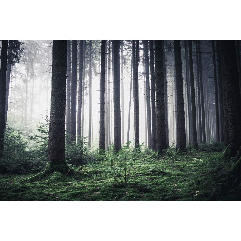 Modern Forest Mural Decal Water Resistant Wall Covering for Home Interior Decoration