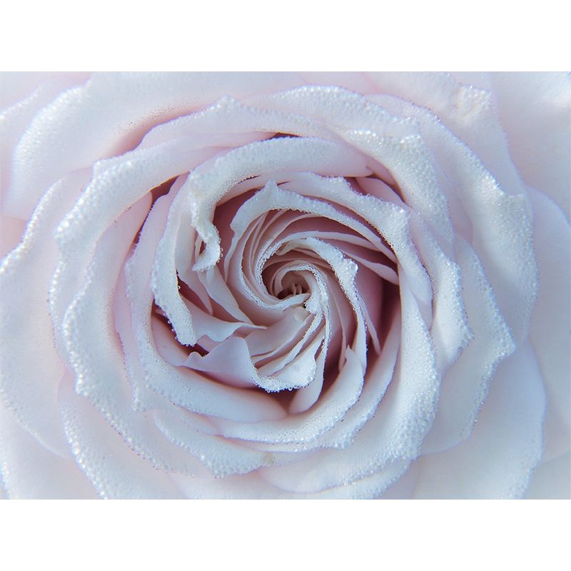 Environment Friendly Resistant Mural Wallpaper Roses Sleeping Room Wall Mural