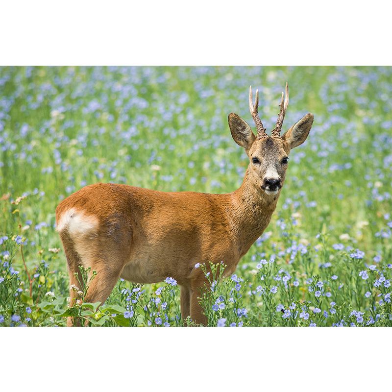 Modern Roe-Deer Mural Wall Decor Mildew Resistant Living Room Wall Mural Wall Art