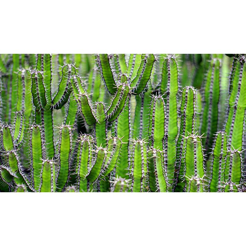 Full Size Prickly Cactus Removable Wall Mural for Reading Room, Customized Size Available