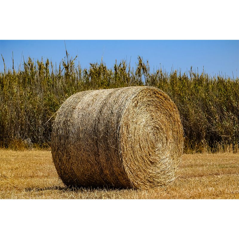 Light Color Straw Bale Mural Decal Wall Covering Mildew Resistant for Dining Room