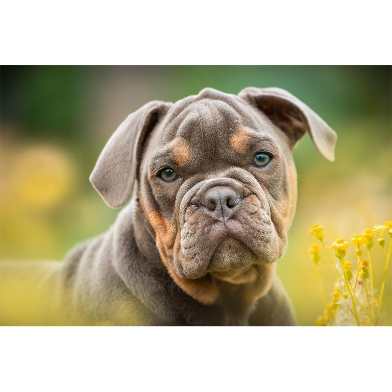 Horizontal Photography English Bulldog Mural Stain Resistant Wall Art for Home