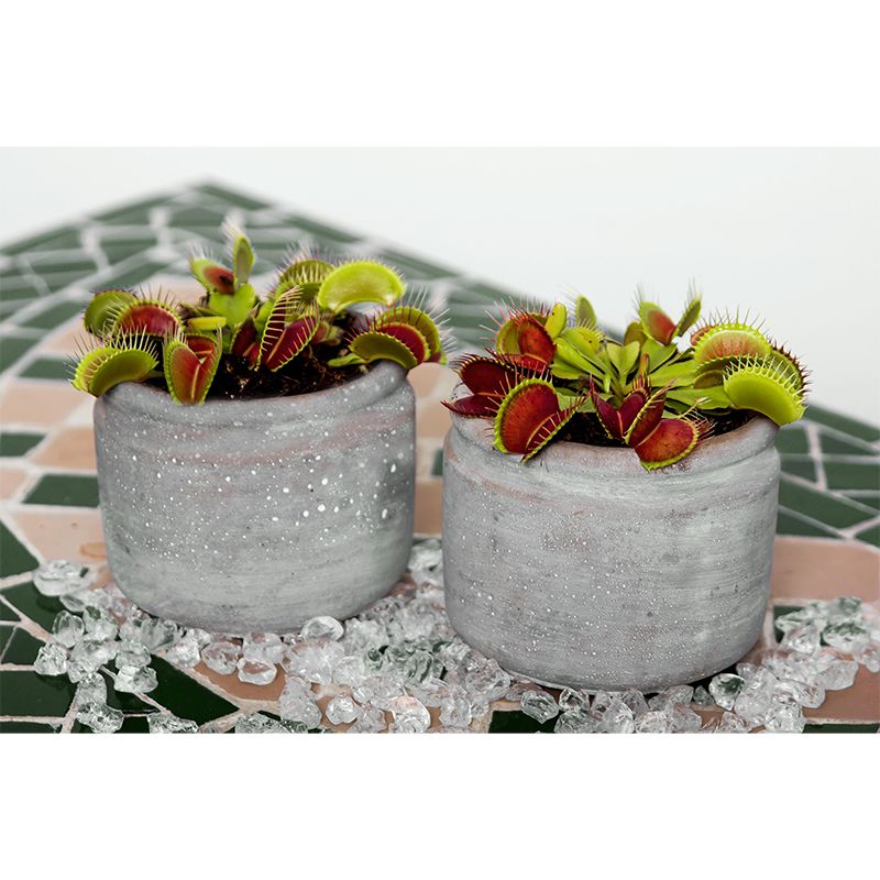 Contemporary Venus Flytrap Mural Environment Friendly Wallpaper for Living Room