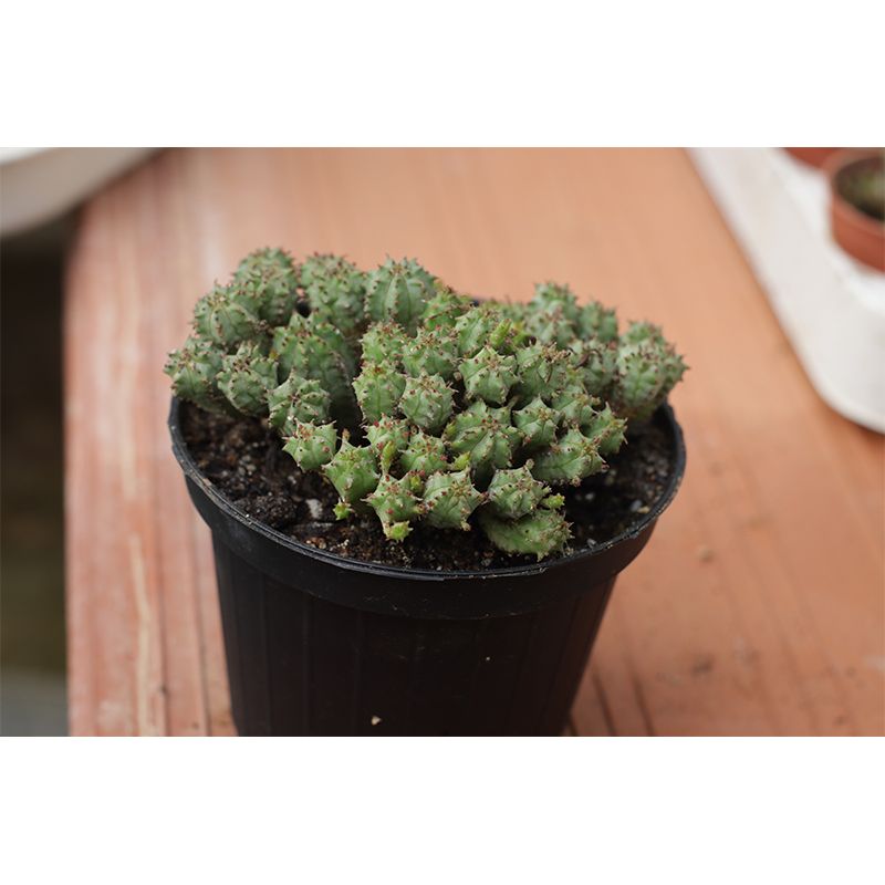 Green Plant Mural Wallpaper for Study Room Bedroom Home Decor, Personalized Size Available