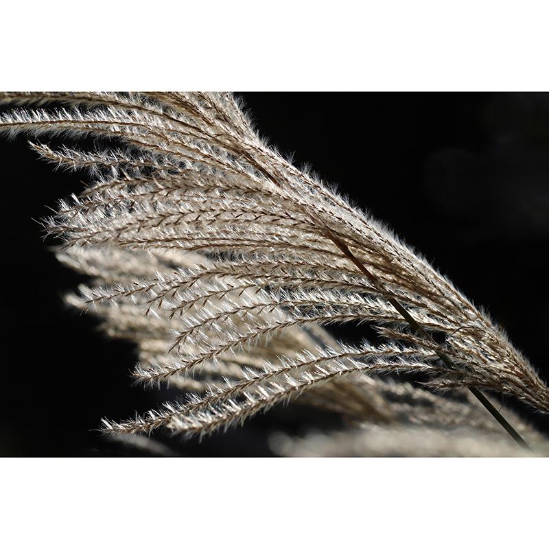 Customized Reed Grass Wall Mural Stain Resistant for Living Room Decor