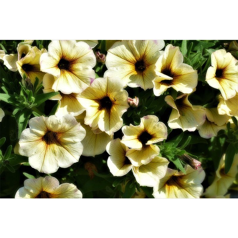 Petunias Flowers Wallpaper Mural Decal Customized Modern Wall Covering for Bedroom