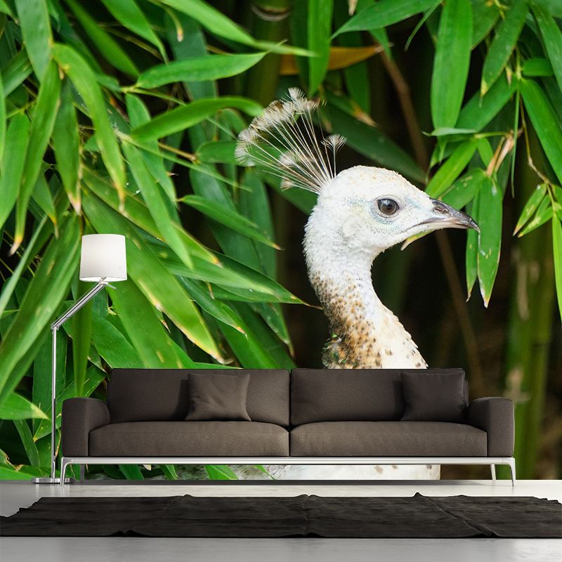 Peacock Portrait Mural Contemporary Photography for Living Room Decoration