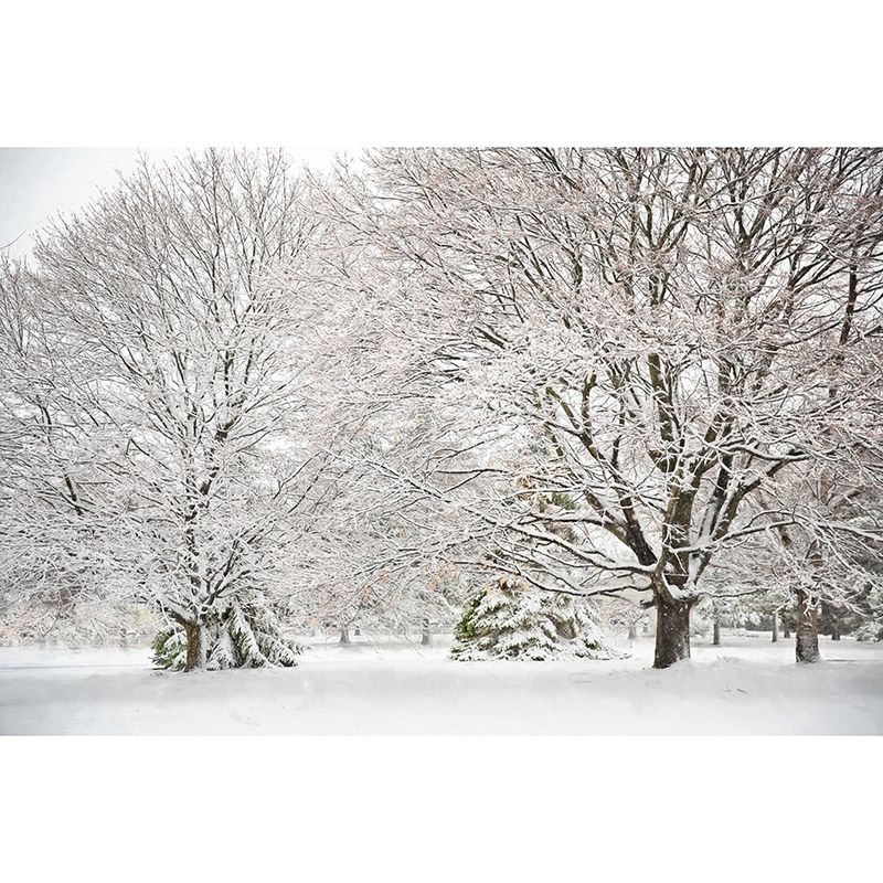 Forest Landscapes Mural Contemporary Mildew Resistant Wall Covering for Bedroom