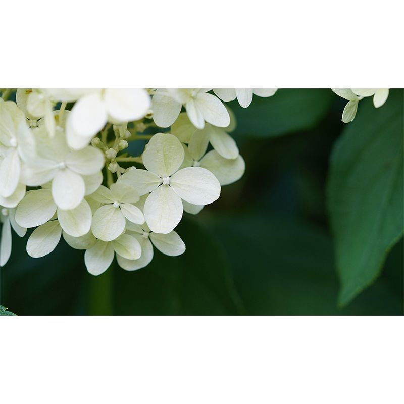 Horizontal Photography Hydrangea Wall Mural for Living Room Girls Women Bedroom