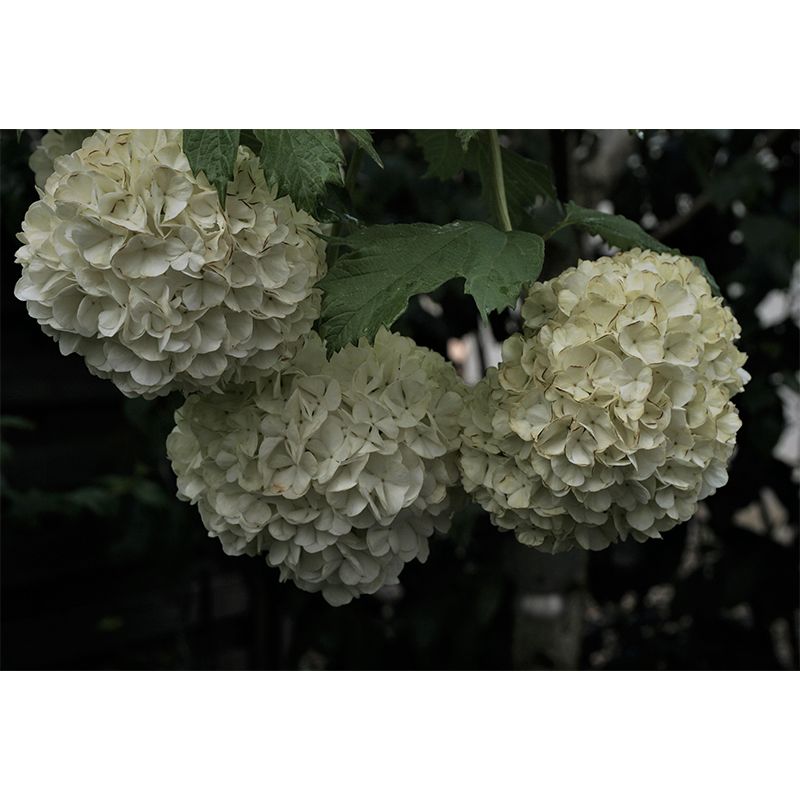 Horizontal Photography Hydrangea Bush Wall Mural for Living Room Girls Bedroom