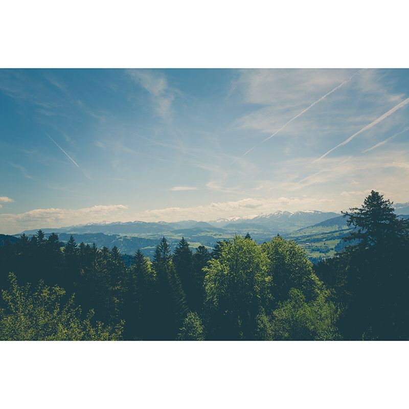 Forest Environmental Wall Mural Wallpaper Sitting Room Wall Mural