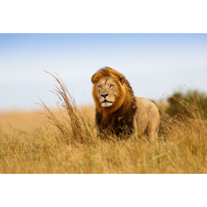 Brown King of Savannas Mural Lion Modern Style Moisture Resistant Wall Decor for Home