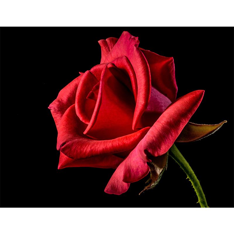 Soft Color Rose Flower Wall Mural Stain Resistant Wall Art for Living Room