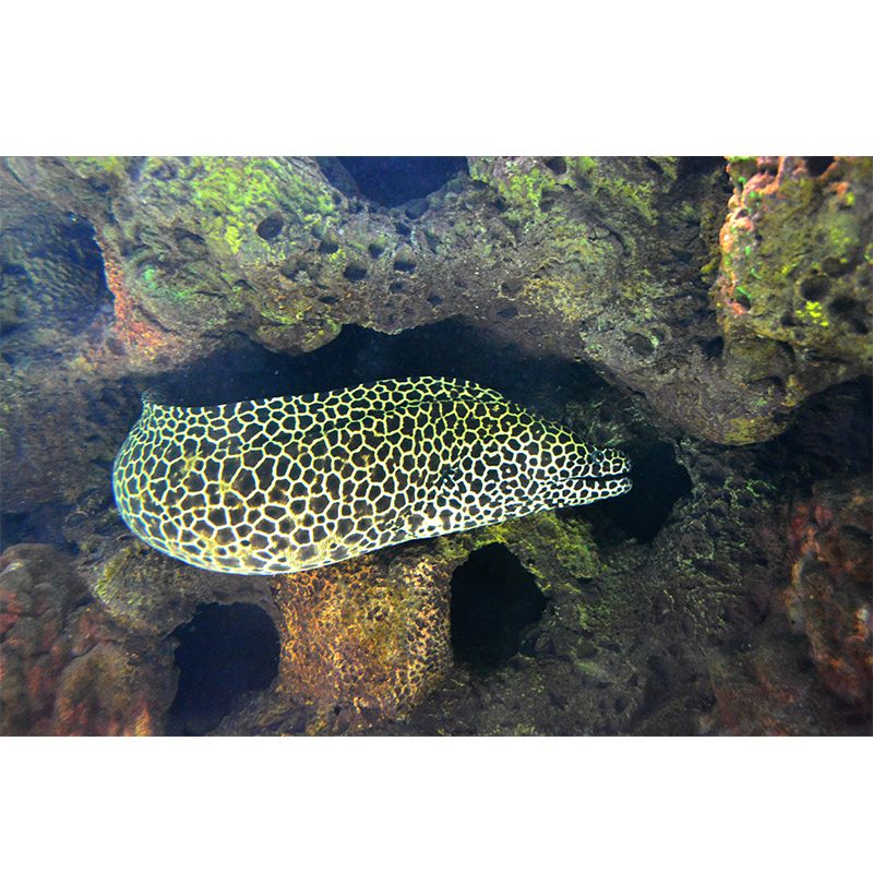 Underwater World Mural Contemporary Decorative Living Room Wall Art for Decoration