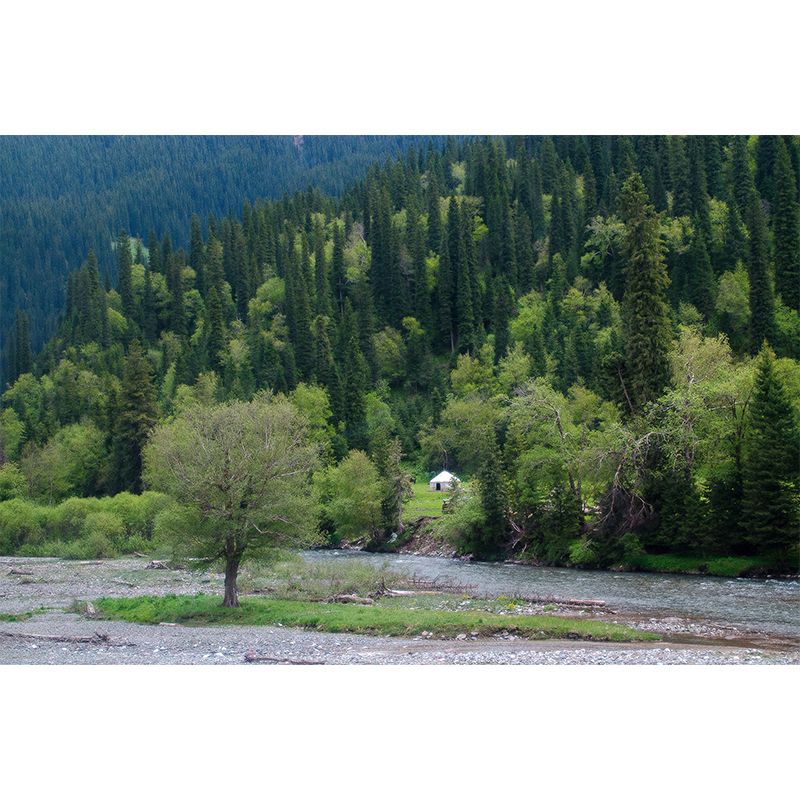 Pine Forest View Murals for Sleeping Room Home Decor, Moisture Resistant