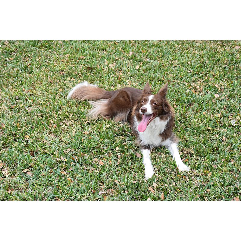 Lovely Border Collie Mural Wall Decor Living Room Wall Covering for Decoration