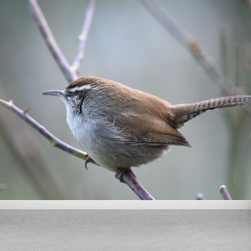 Customized Wren Wall Paper Murals Mildew Resistant Living Room Wall Decor