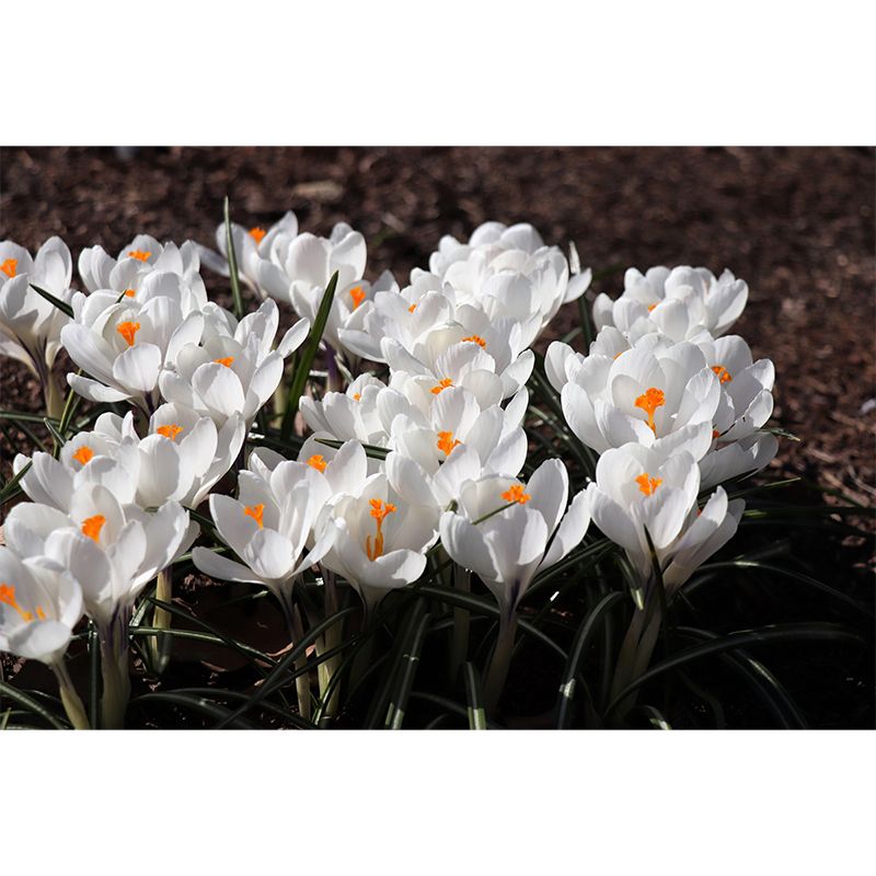 Horizontal Photography Crocus Wall Mural for Living Room Girls Women Bedroom