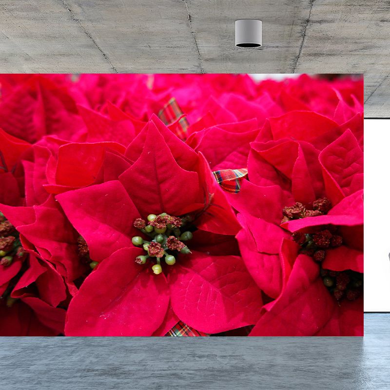Contemporary Poinsettia Wall Mural Moisture Decorative Eco-friendly for Home Decor