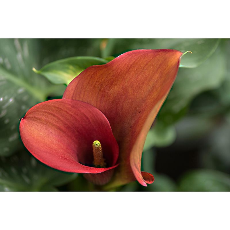 Flamingo Flower Mural Decal Modern Style Moisture Resistant for Sitting Room