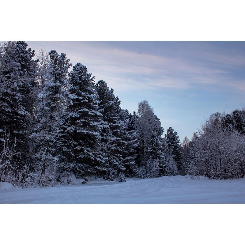 Contemporary Forest Mural Wallpaper Decorative Mildew Resistant Wall Decor