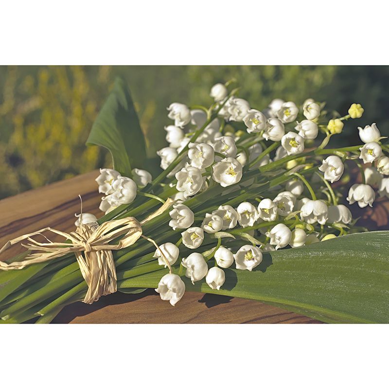 Photographie contemporaine de bouquet de couleurs vives pour la décoration de salon