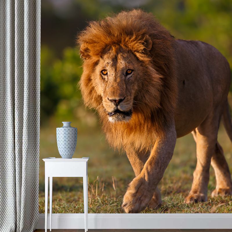Lion Taking A Stroll Mural Contemporary Waterproofing Boys Bedroom Wall Art, Made to Measure