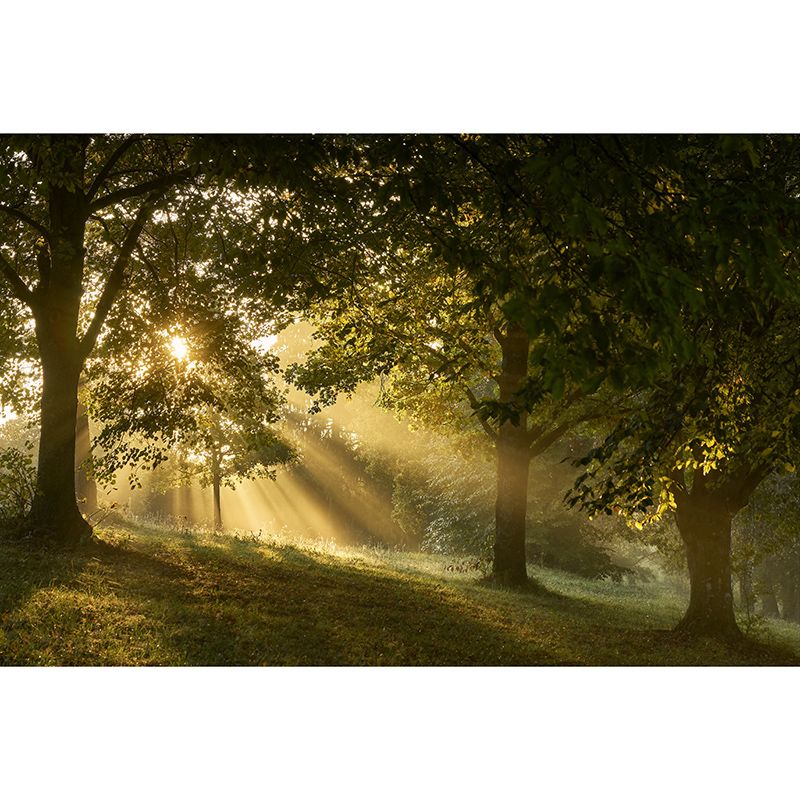 Beautiful Photography Mural Wallpaper Forest Indoor Wall Mural