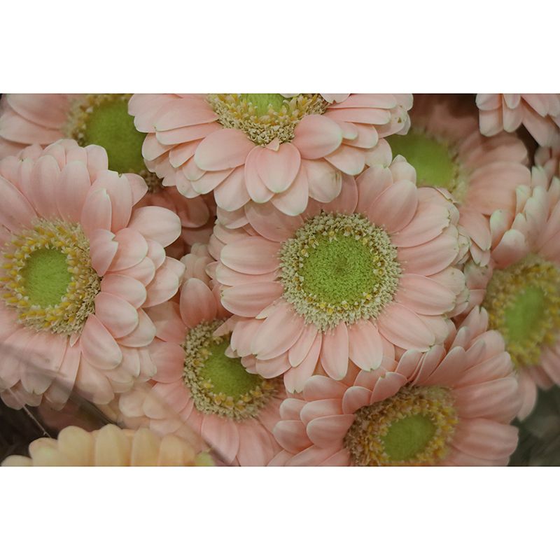 Pink Flower Mural for Living Room Decoration Moisture Resistant, Custom Size Available