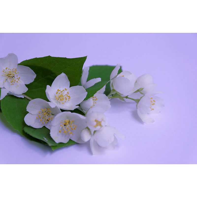 Jasmin Contemporary Style Mural Wallpaper Wall Covering for Living Room Decoration