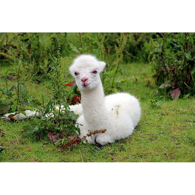 Cute Alpaca Wall Murals for Home Decoration Custom Wall Decor, Waterproofing