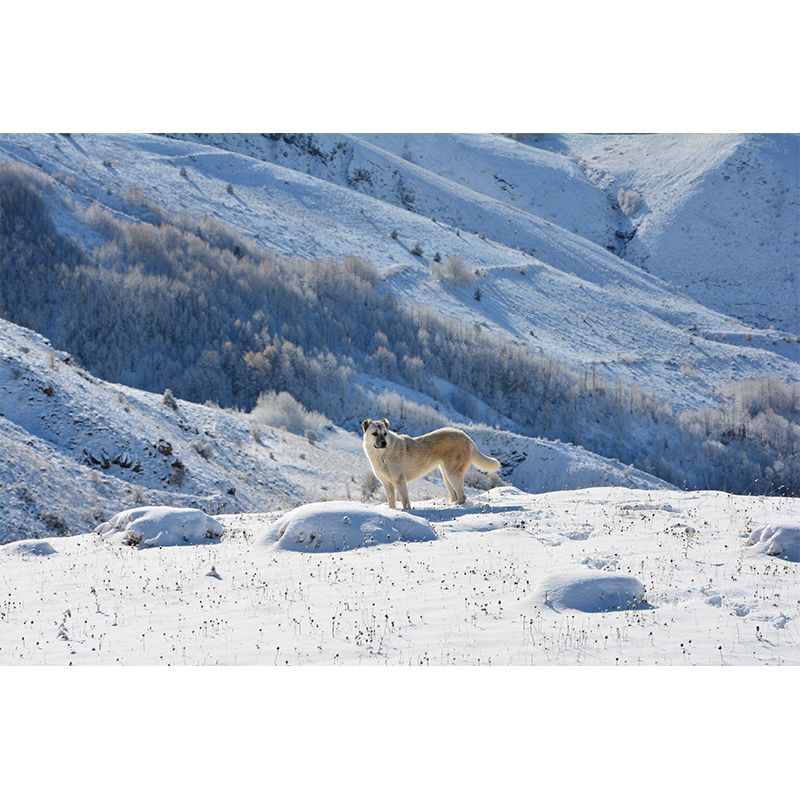 Nature Snow Mountain Wall Mural Mildew Resistant for Sitting Room Bedroom