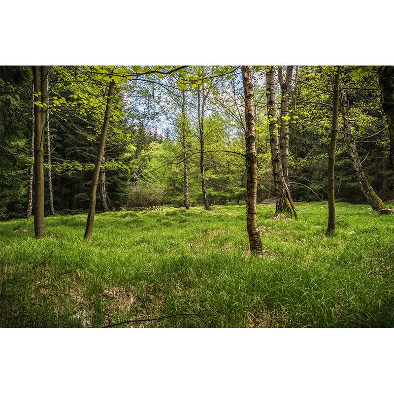 Contemporary Forest Mural Wallpaper Decorative Mildew Resistant Wall Covering