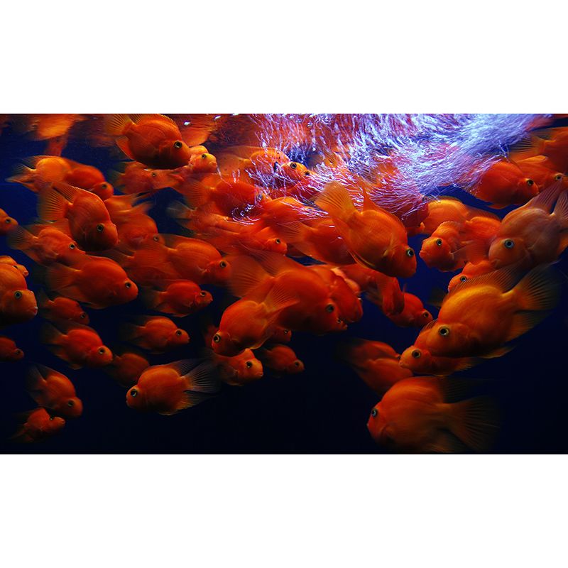 Rich Marine Life Mural Wallpaper Moisture Resistant Wall Covering for Sitting Room