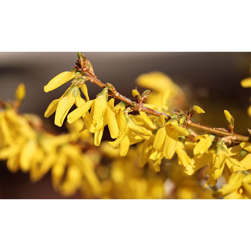 Customized Forsythia Mural Wall Covering Eco-friendly Wallpaper for Bedroom