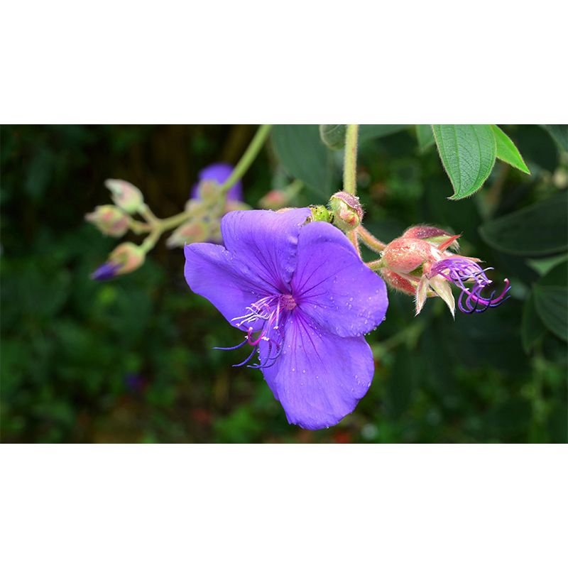 Customized Bauhinia Mural Wallpaper Waterproofing Wall Decor for Meeting Room