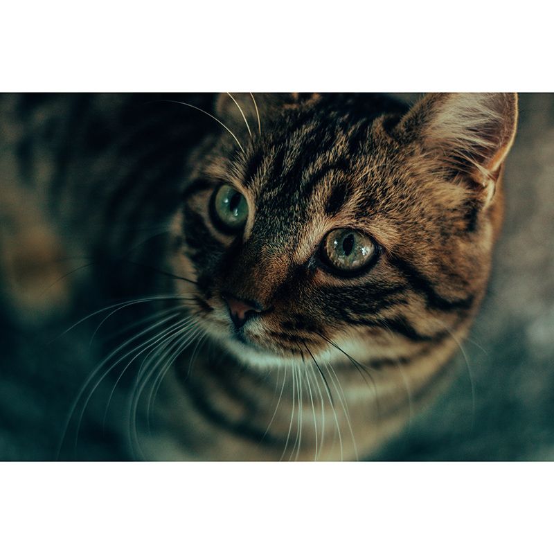 Cute Cats Mildew Resistant Mural Wallpaper Living Room Wall Mural