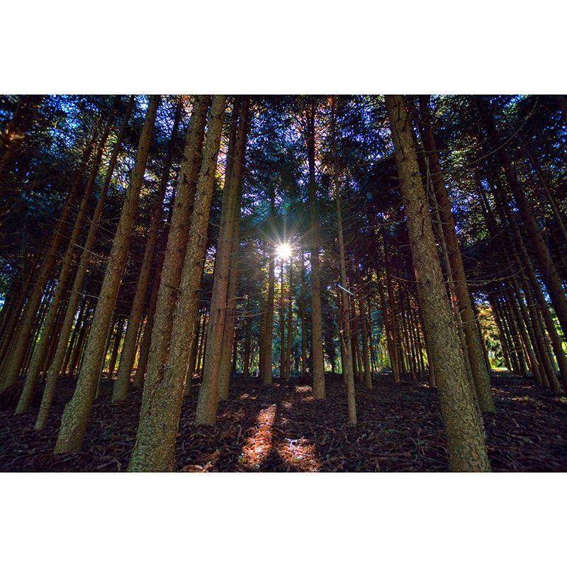 Forest Mural Decal Modern Mildew Resistant Wall Covering for Decoration