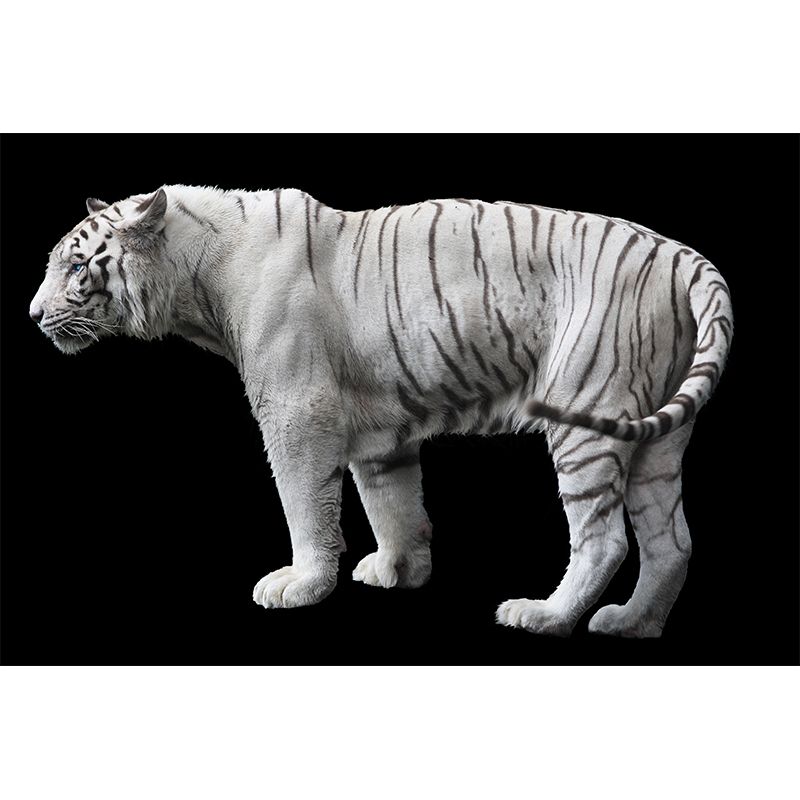 Tiger Wall Mural Modern Decorative Living Room Wall Covering, Custom Size Available