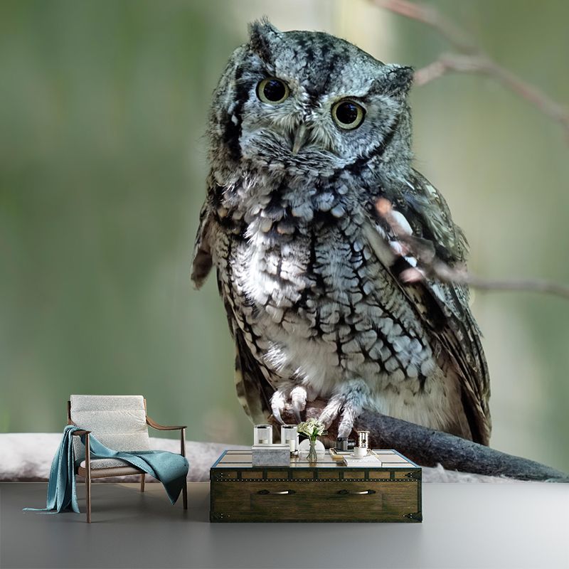 Horizontal Photography Owl Wall Mural Decorative Mildew Resistant for Living Room