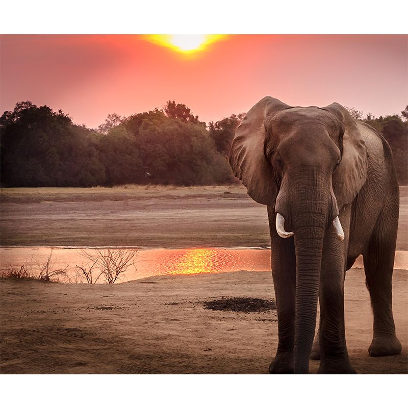 Giraffe Print Mildew Resistant Wall Mural Wild Animal Wallpaper Wall Murals for Home