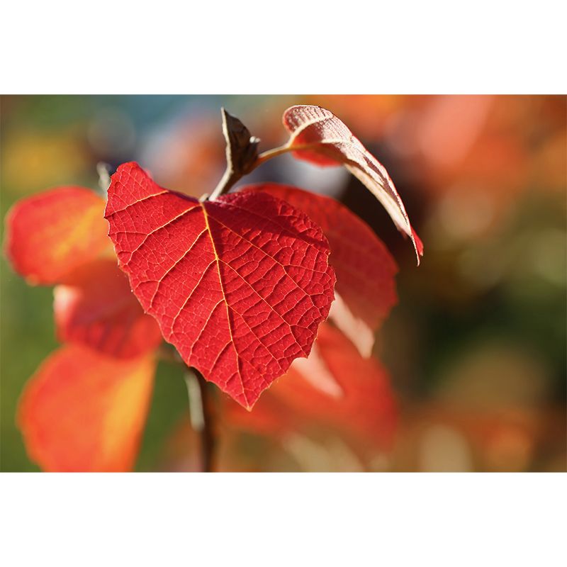 Leaves Plant Wallpaper Murals Stain Resistant Wall Covering for Living Room